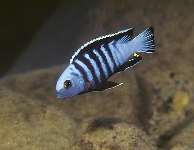 Maylandia pulpican 'Lumbaulo'